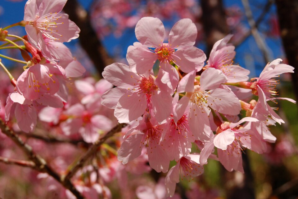 Natural flowers and plants 桵 flowers
