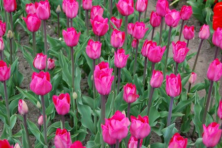Picnic field of tulips flowers