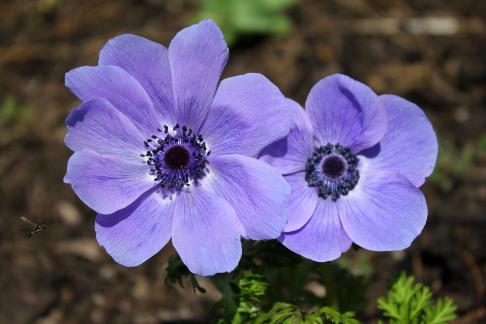 Perennial garden plant
