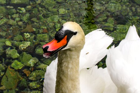 Anatidi white birds photo