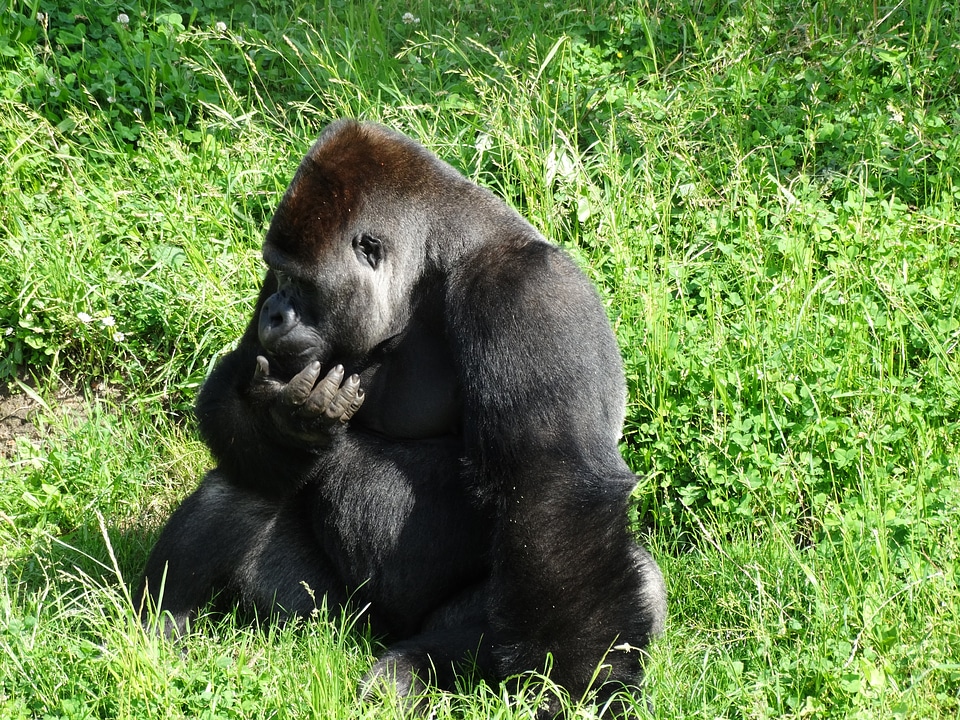 Ape nature wildlife