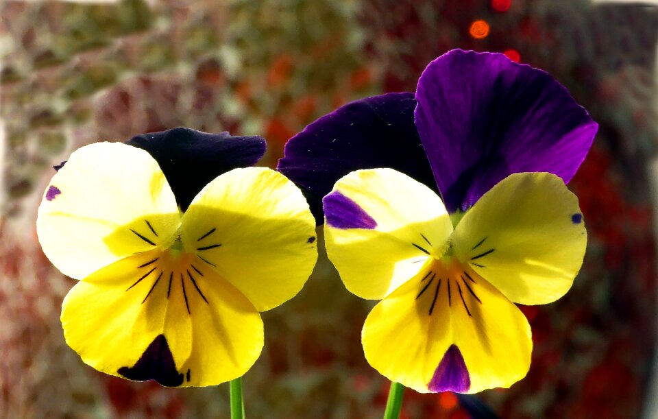 Bi color yellow flowers