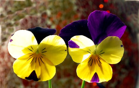 Bi color yellow flowers photo