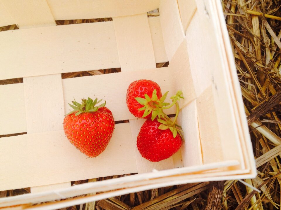 Summer harvested fruit