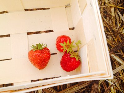 Summer harvested fruit photo