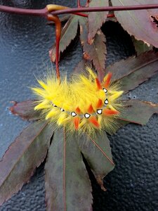 Transformation summer bug
