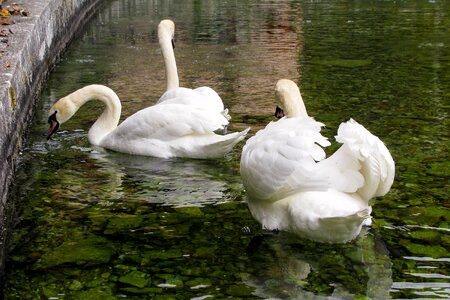 Anatidi white birds photo