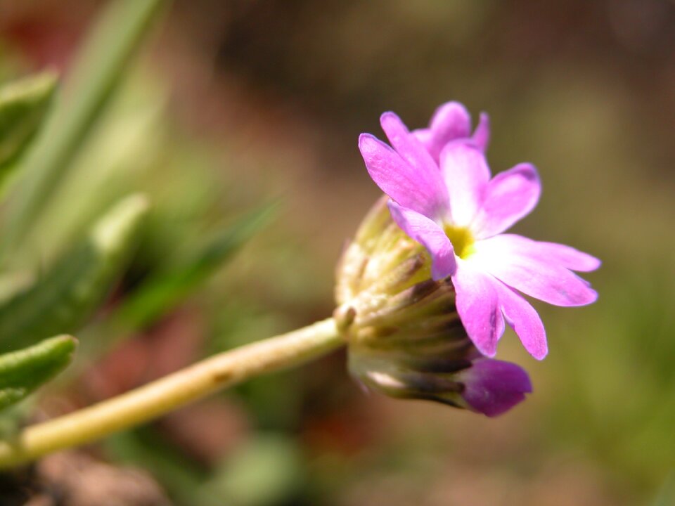 Purple flowers nature plant