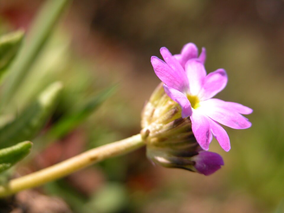 Purple flowers nature plant photo