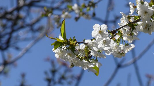 Sunny cherry spring