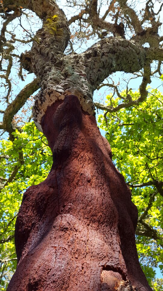 Mediterranean sardinia cork