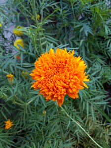 Bloom garden blossom
