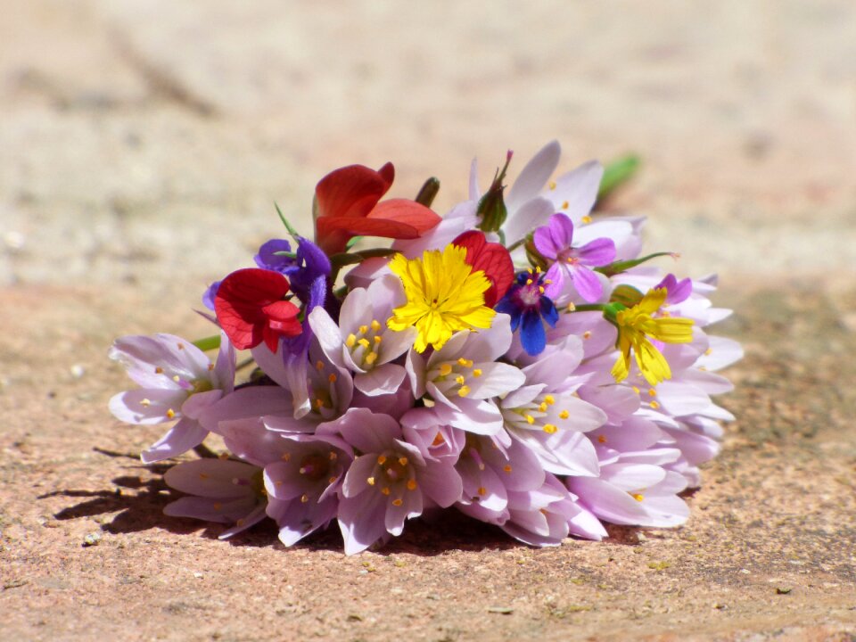 Still life beauty spring