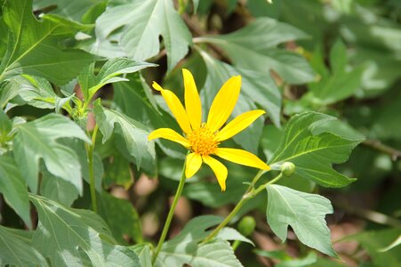 Medicinal plant sergipe brazil