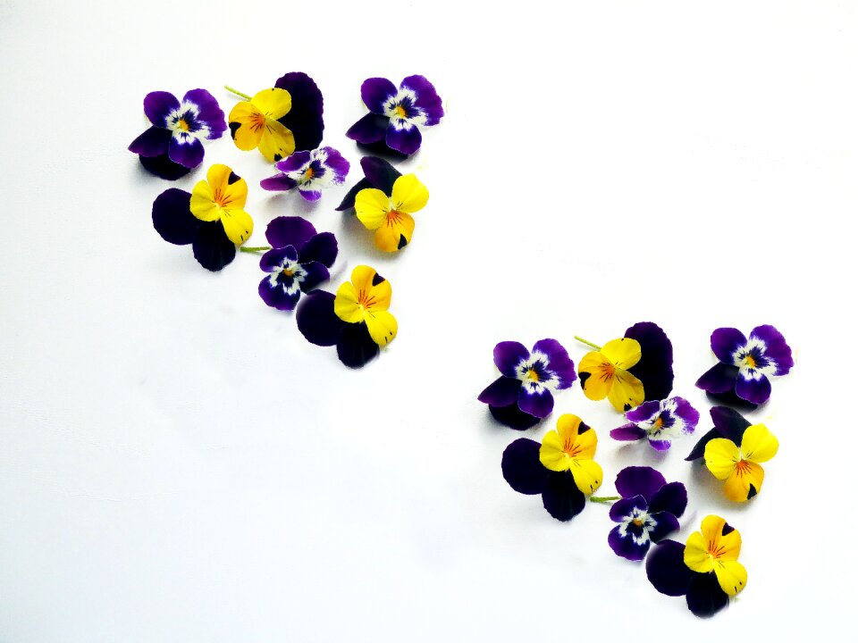 Yellow blue flowers