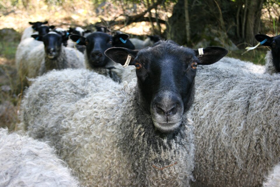 Group flock management