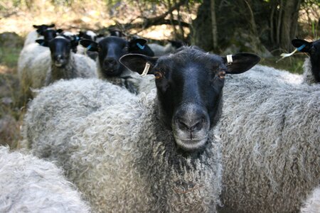 Group flock management