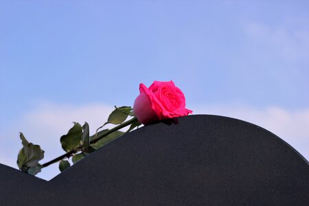 Loving memory missing remembering