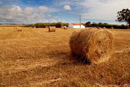 Field green landscape photo