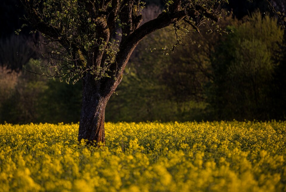 Field of rapeseeds fruit tree field