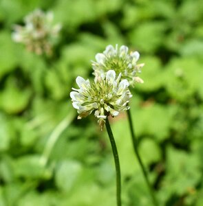 Plant nature white