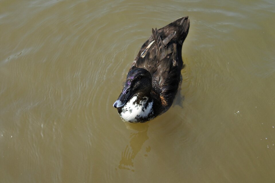 Duck pond bird