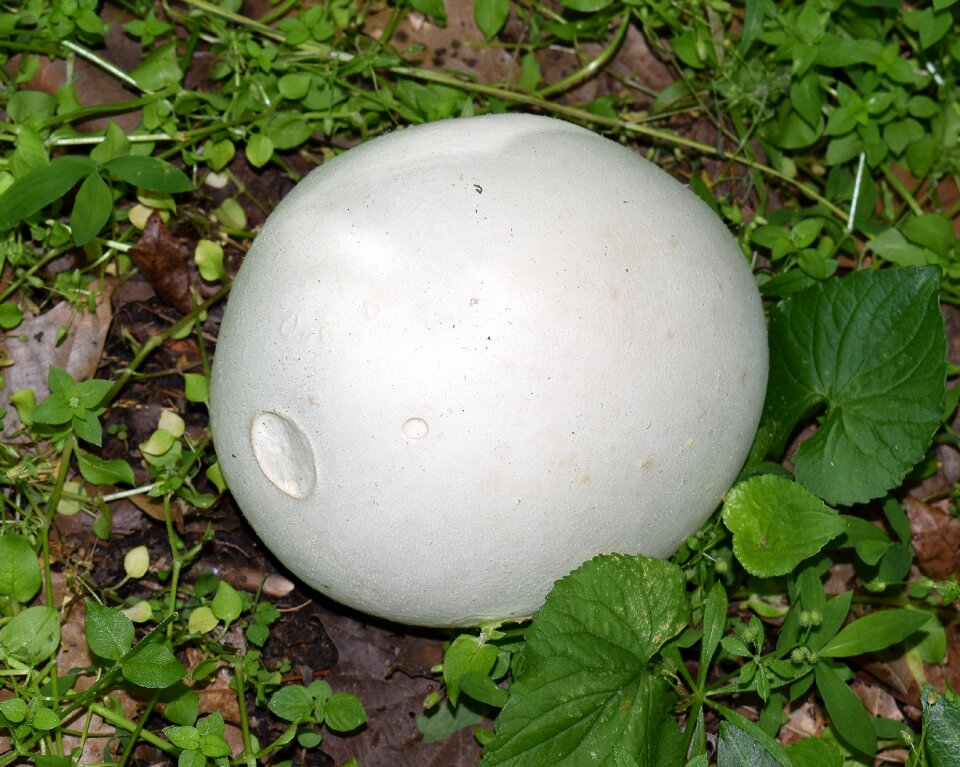 Grapefruit size plant nature