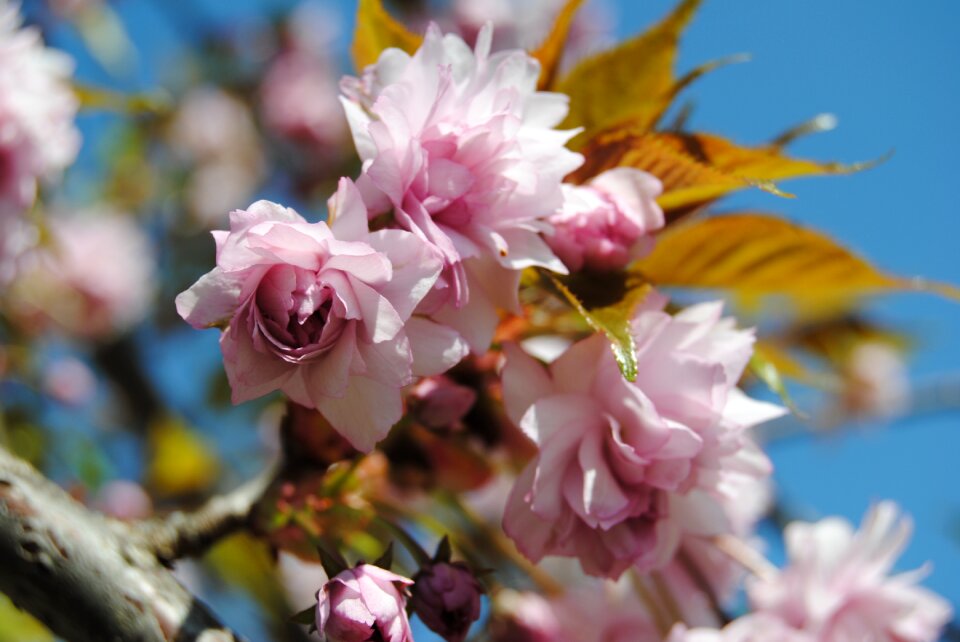 Cherry tree sky