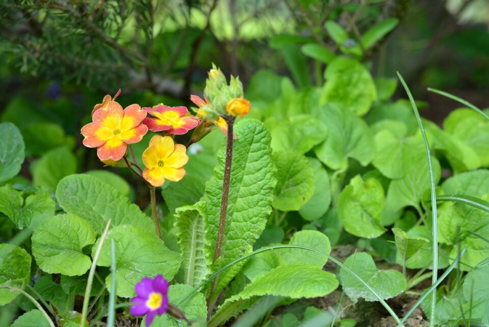 Spring blooming tiny