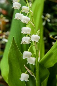 Bells flowers may 1