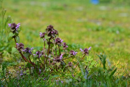Plant lawn violet