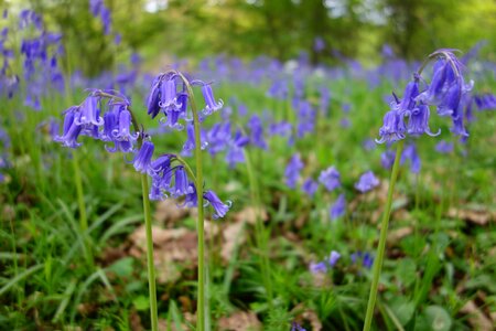 Bluebells winkworth arboretum