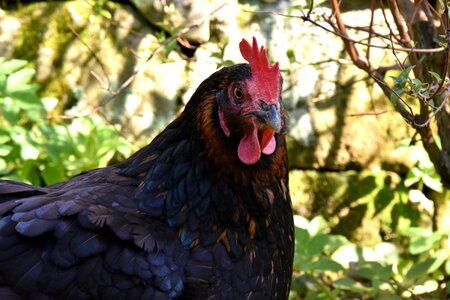 Bird pen animal photo