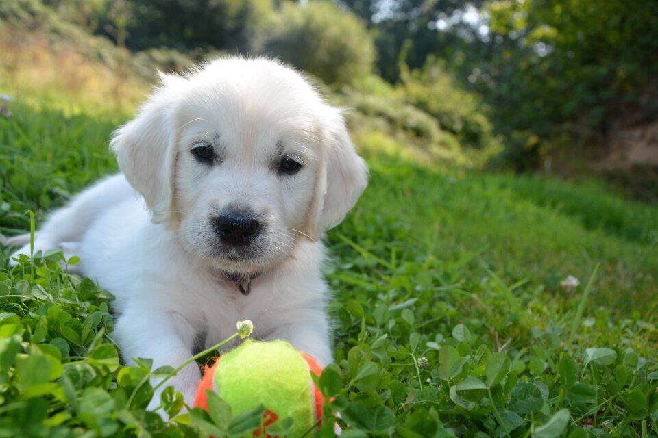 Puppy animal doggie