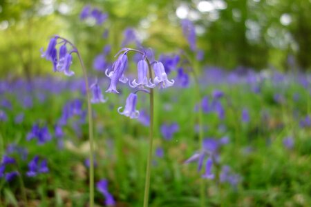 Bluebells winkworth arboretum