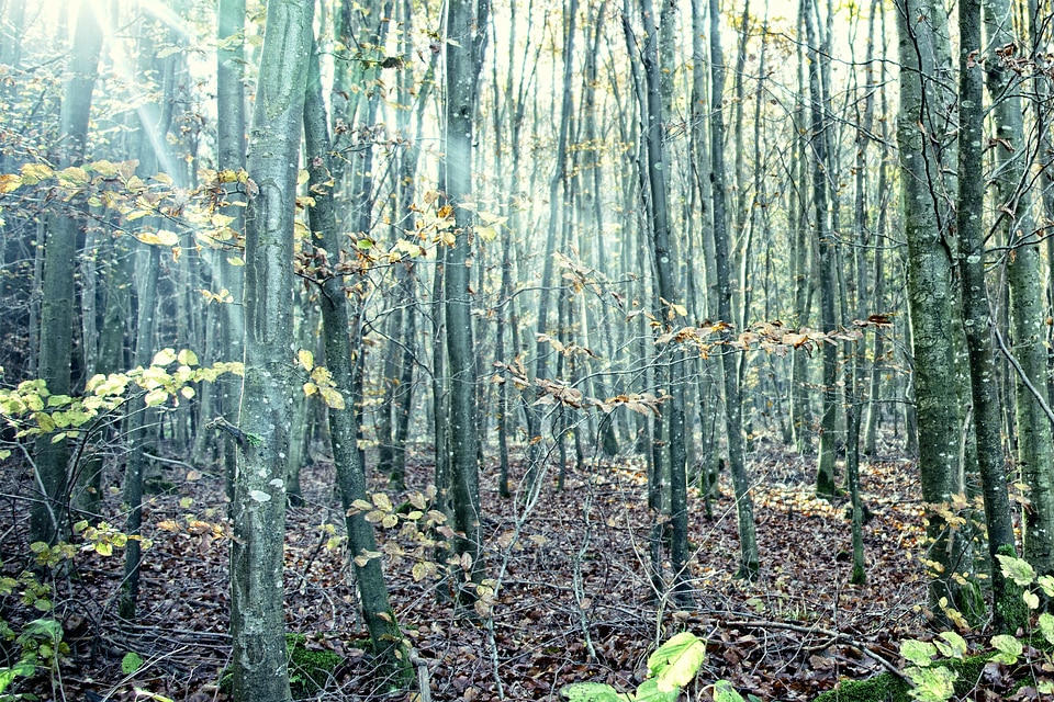 Sunbeam autumn forest autumn