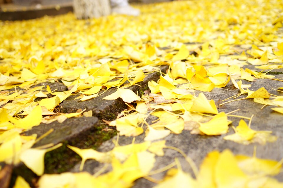Simple flowers and plants ginkgo