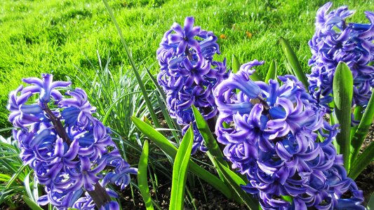 Garden green purple