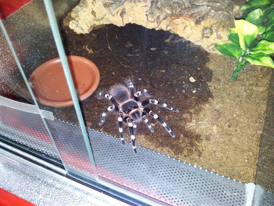 Exotic arachnophobia hairy