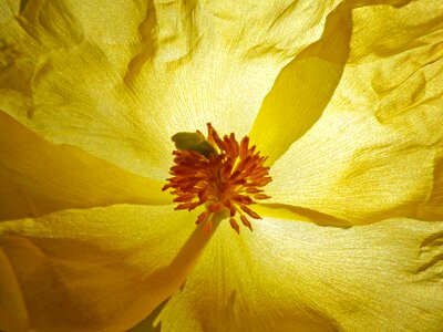 Stamens background texture photo