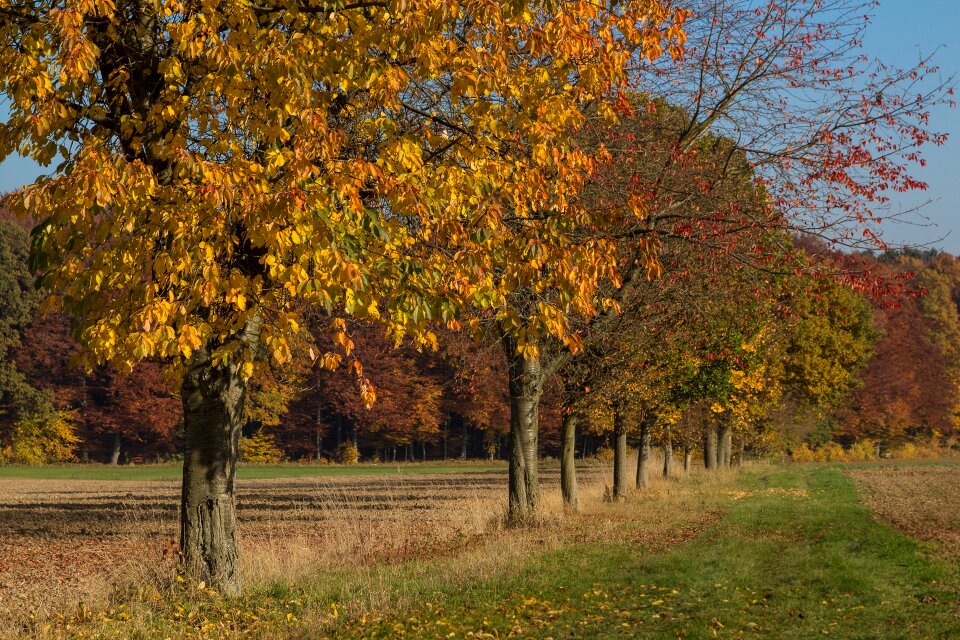 Autumn mood landscape golden autumn