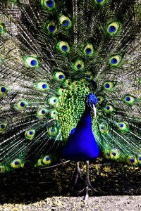 Animal peacock pen