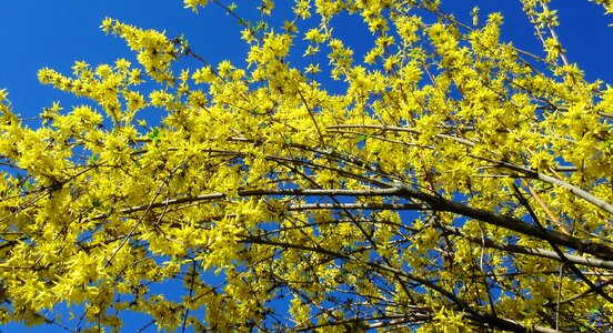 Blue sky branch nature