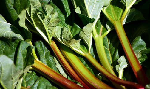 Vegetables rhabarber red crop photo