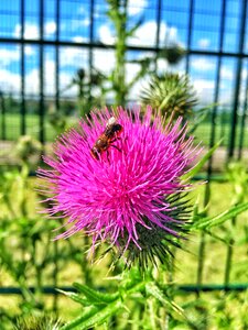 Plant bee summer photo