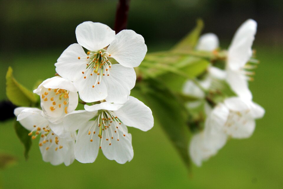 White white blossom cherry tree