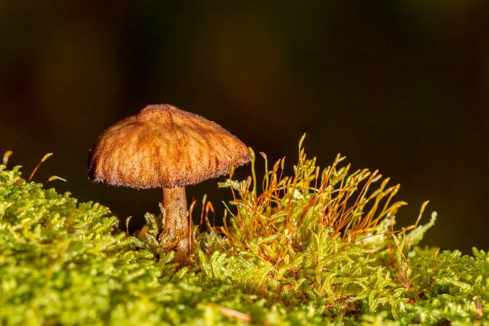Mini mushroom small mushroom moss