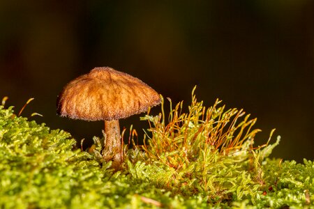 Mini mushroom small mushroom moss photo