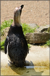 Holland amsterdam zoo