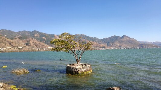 Erhai lake trees no pollution photo